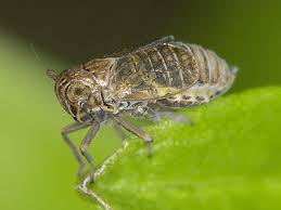 Attēlu rezultāti vaicājumam “Javesella pellucida male”