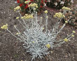 Image result for Helichrysum lindleyii