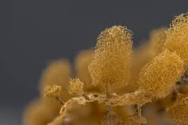 Attēlu rezultāti vaicājumam “Arcyria minuta”