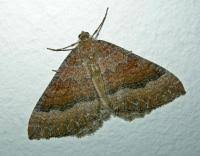 Attēlu rezultāti vaicājumam “Larentia clavaria”