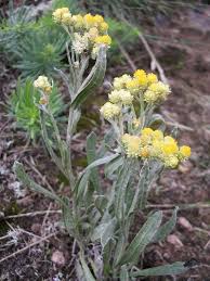 Attēlu rezultāti vaicājumam “Helichrysum arenarium bud”