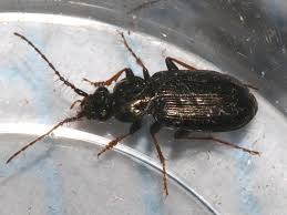 Attēlu rezultāti vaicājumam “Loricera pilicornis”