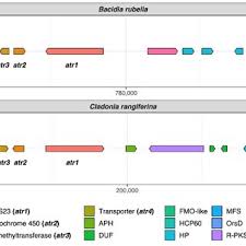 Attēlu rezultāti vaicājumam “Bacidia rubella”