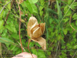 Attēlu rezultāti vaicājumam “Calystegia sepium fruit”