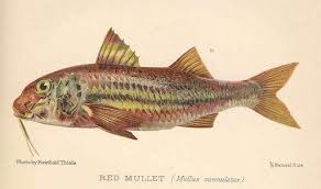 Image result for Mullus surmuletus