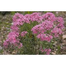 Attēlu rezultāti vaicājumam “Carex pilosa flower”