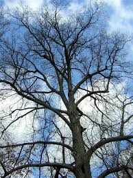 Attēlu rezultāti vaicājumam “Tilia platyphyllos subsp. cordifolia”