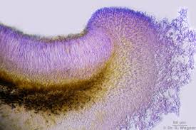 Attēlu rezultāti vaicājumam “Parmeliella triptophylla”