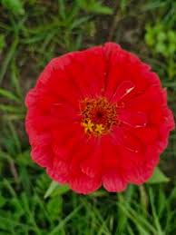 Image result for Zinnia violacea