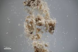 Attēlu rezultāti vaicājumam “Badhamiopsis sp.”