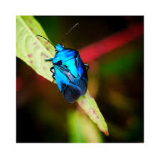 Attēlu rezultāti vaicājumam “Zicrona caerulea”