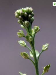 Attēlu rezultāti vaicājumam “Lepidium densiflorum fruit”