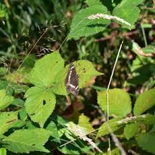 Attēlu rezultāti vaicājumam “Limenitis camilla upperside”