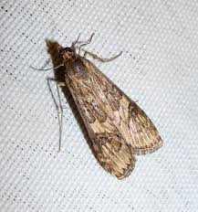 Attēlu rezultāti vaicājumam “Nomophila noctuella”