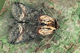 Attēlu rezultāti vaicājumam “Abrostola triplasia”