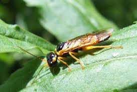 Attēlu rezultāti vaicājumam “Tenthredo campestris female”