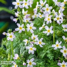 Attēlu rezultāti vaicājumam “Hottonia palustris fruit”