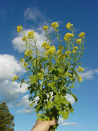 Attēlu rezultāti vaicājumam “Sinapis alba leaf”