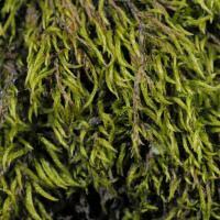 Attēlu rezultāti vaicājumam “Antitrichia curtipendula macro”