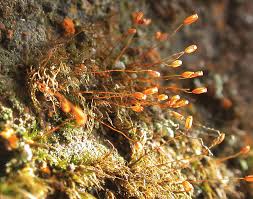 Attēlu rezultāti vaicājumam “Dicranella crispa”