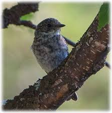 Attēlu rezultāti vaicājumam “Ficedula hypoleuca juvenile”