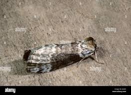 Attēlu rezultāti vaicājumam “Tetheella fluctuosa”