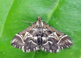 Attēlu rezultāti vaicājumam “Diasemia reticularis”