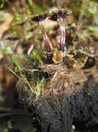 Image result for Marchantia polymorpha