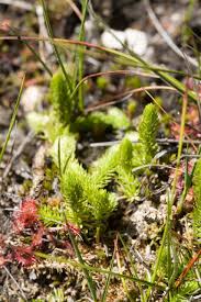 Attēlu rezultāti vaicājumam “Lycopodiella inundata”
