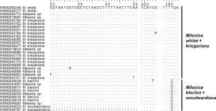 Attēlu rezultāti vaicājumam “Milesina murariae”