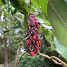 Attēlu rezultāti vaicājumam “Magnolia kobus fruit”
