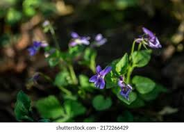 Attēlu rezultāti vaicājumam “Viola reichenbachiana”