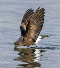 Image result for Oceanites oceanicus