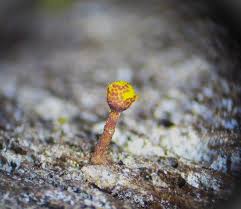 Attēlu rezultāti vaicājumam “Hemitrichia leiotricha stalked”