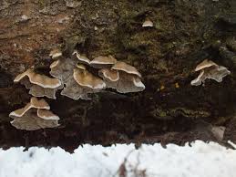 Attēlu rezultāti vaicājumam “Skeletocutis”