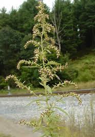 Attēlu rezultāti vaicājumam “Artemisia vulgaris”