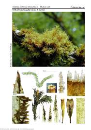 Attēlu rezultāti vaicājumam “Orthotrichum lyellii”