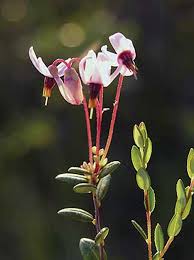 Attēlu rezultāti vaicājumam “Oxycoccus microcarpus leaf”