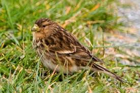 Image result for twite photo