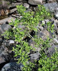Attēlu rezultāti vaicājumam “Salix aurita”