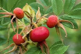 Attēlu rezultāti vaicājumam “Rosa villosa fruit”