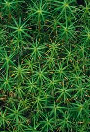 Attēlu rezultāti vaicājumam “Polytrichum commune sporophyte”