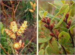 Attēlu rezultāti vaicājumam “Myrica gale fruit”