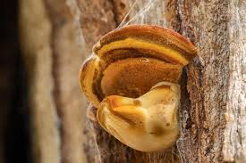 Attēlu rezultāti vaicājumam “Buglossoporus quercinus”