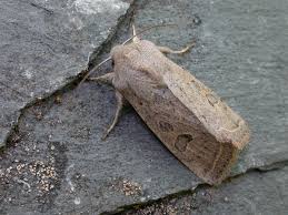 Attēlu rezultāti vaicājumam “Orthosia gracilis”