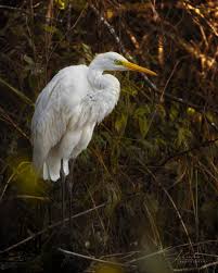 Attēlu rezultāti vaicājumam “Egretta alba”