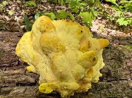 Attēlu rezultāti vaicājumam “Laetiporus sulphureus”