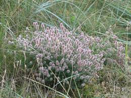 Attēlu rezultāti vaicājumam “Trifolium arvense fruit”