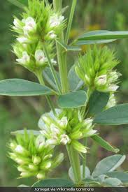 Attēlu rezultāti vaicājumam “Lophozia capitata”