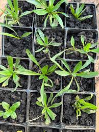 Attēlu rezultāti vaicājumam “Plantago lanceolata leaf”